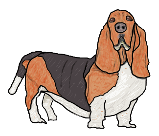 Basset Hound is a fun design of this super dog breed. Gentle, easy going, friendly scent hound, a drawing for Basset fans!