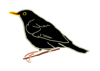 Drawing of a Blackbird with essential details - eye, beak, wing - perched on a branch.