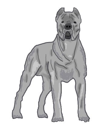 One of the ultimate tough dogs, a fun drawing of a Cane Corso standing attentively waiting for command.  A superb guard dog, this Italian mastiff needs handling with care.