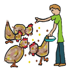 Feeding chickens