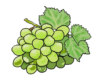 A hand drawn bunch of grapes with a little vine and leaves. Ready to eat, or turn into wine.