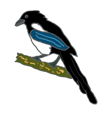 Drawing of a Magpie with the distinctive blue flash of colour, and the white markings - perched on a branch. A clever bird with much folklore referring to it. A fun design for Magpie fans.