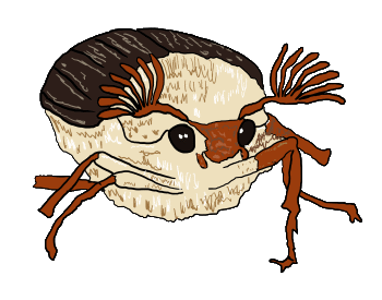 May Bug drawing showing legs, face and antennae. This harmless beetle appears in May and June, hence the name.