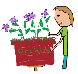 Orchid collectors, hobbyists and growers admire these fascinating and varied plants.  Our orchidologist is no exception as she tends to a prize specimen in its very own 