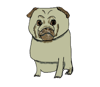 Pug drawing