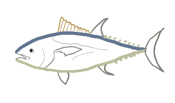 A cool outline drawing of a tuna fish